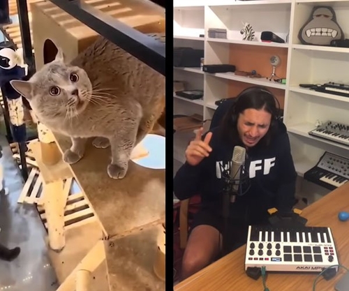 Скачать песню Alugalug Cat & The Kiffness - Soulful Singing (Cat Live Looping Remix)