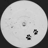 Скачать песню About That - Who Let The Dogs Out (feat. Evalina)