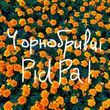 Скачать песню Pidpal - Чорнобривці