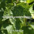 Скачать песню Гудзон - Чёрная Смородина