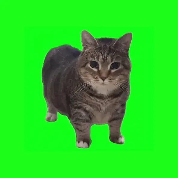 Скачать песню W&W - Oiia Oiia (Spinning Cat)