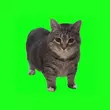 Скачать песню W&W - Oiia Oiia (Spinning Cat)